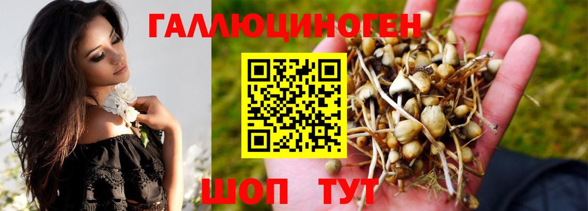 Псилоцибиновые грибы Psilocybine cubensis  хочу   Губаха  Вход с VPN  Галлюциногенные грибы Psilocybe 